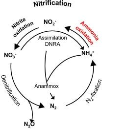 Nitrogen removal from a review of the microbial populations involved ... 