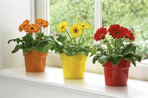 Decora Con Estas 6 Plantas Y Flores Para Darle Armonía A Tu Hogar