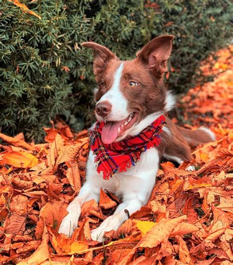 Border Collie Colors All 24 Coat Colors Explained With Pictures