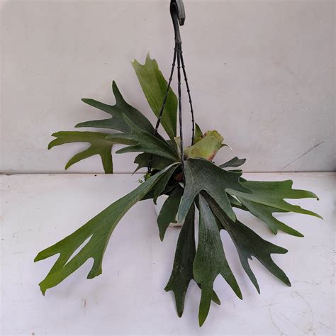 Platycerium Bifurcatum Staghorn Fern Mounted Off