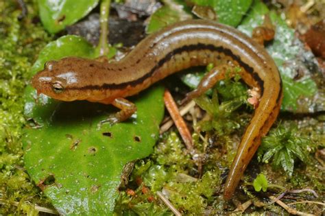 Southern Two Lined Salamander Eurycea Cirrigera A Photo On Flickriver