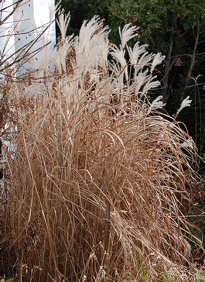 Minnesota Native Grasses Shop Br