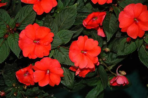 SunPatiens Compact Hot Coral New Guinea Impatiens Impatiens SunPatiens Compact Hot Coral In