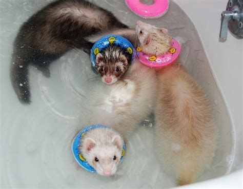 ferrets in the bathtub | Ferret, Floaties, Fancy