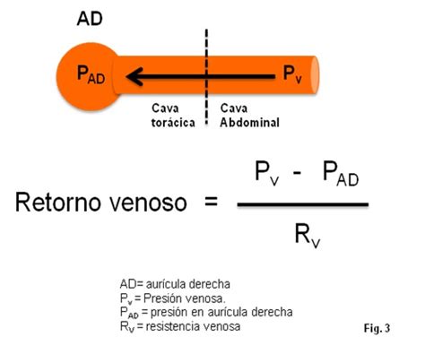 Print Crossword Puzzle DIFUSION DE GASES 3 Funcion Pulmonar Gases