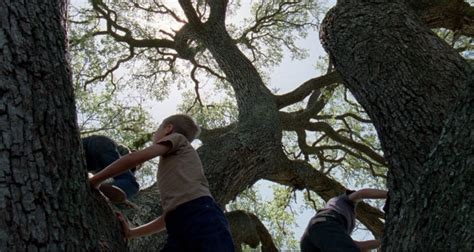 The Tree Of Life Cinematography