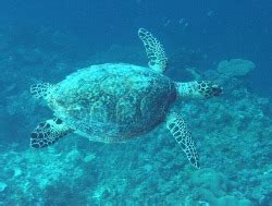 Underwater Animals in Fiji - Discover them here