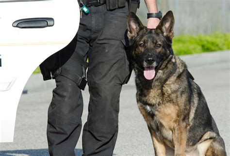 Occ K 9 Program Prepares Handlers And Dogs