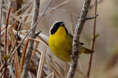 +25 Fauna de Tamaulipas - ¡Nombres con FOTOS!