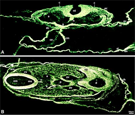 Immunolocalization Of Cd In To Somite Chick Embryos A Cd