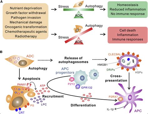 Autophagy And Cellular Immune Responses Immunity