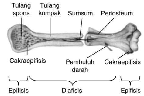 Gambarlah Penampang Melintang Jaringan Tulang Pipa Beri Keterangannya