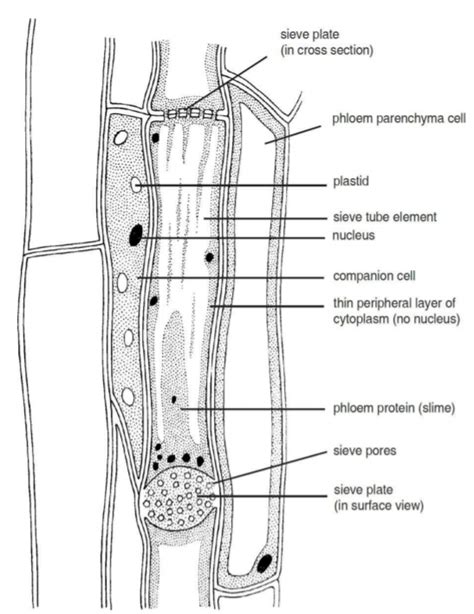 Draw and identify different elements of phloem