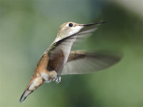 Hummingbird Calliope Or Broad Tailed Hummingbird Davehnsen Flickr