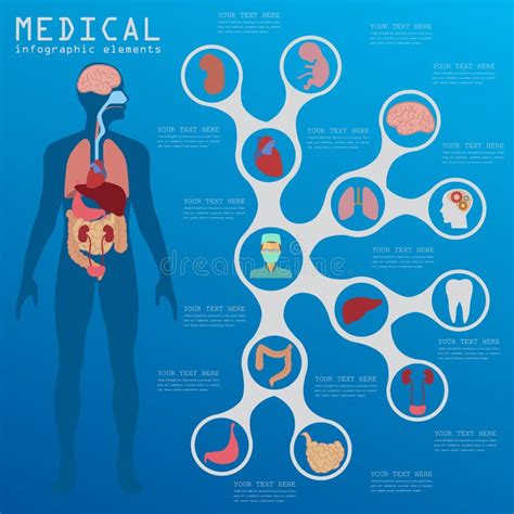 Medisch En Gezondheidszorg Infographic Maagdarmkanaal Infog Vector