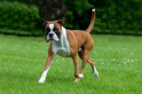 11 Amazing Boxer Dog Facts You Need to Know – Dogster