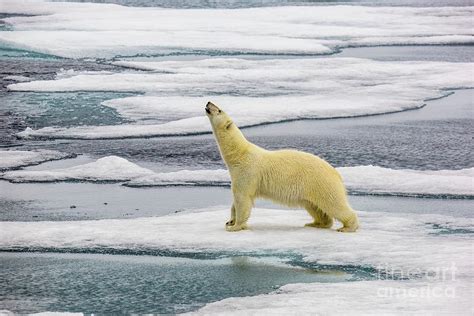 Polar Bear Hunting Seals Photograph By Photostock Israelscience Photo