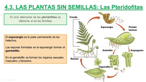 El Reino De Las Plantas 1º Eso Youtube