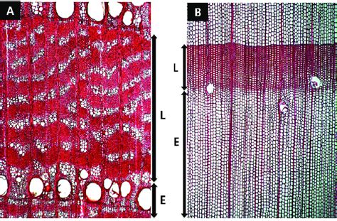 Cross Sections Of A Zelkova Serrata And B Pinus Densiflora L