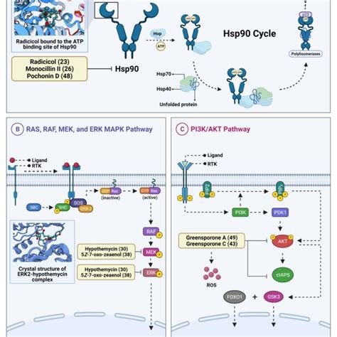 Structures Of Resorcylic Acid Lactones RALs A 12 Membered RALs