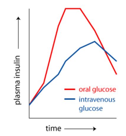 Lecture 5 - Incretin hormones Flashcards | Quizlet