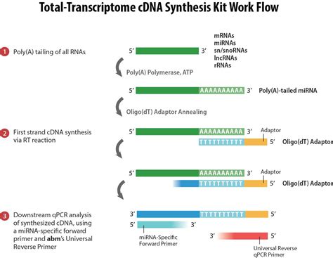 Total Transcriptome CDNA Synthesis Kit