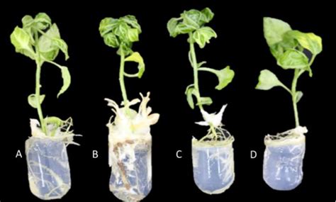 In Vitro Regeneration And Induction Of Rooted Plantlets In Capsicum