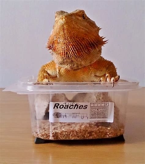 Bearded Dragon Care: Bearded Dragon Diet