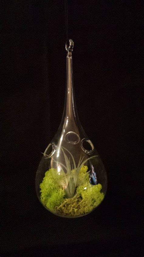 Terrarium Air Plant In A Teardrop Glass Ball By Urbansucculent 4500 Air Plants Plants