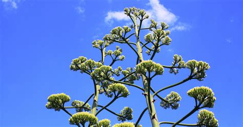 Agave-americana-variegata-flower - SUCCULENTdotCARE