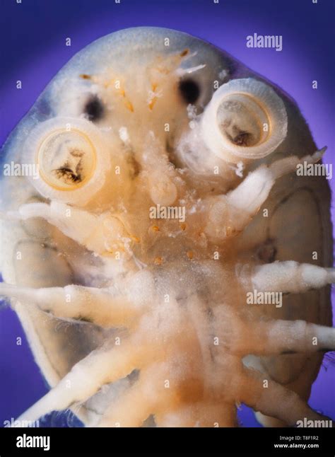 Fish louse hi-res stock photography and images - Alamy