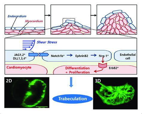 Shear Stress Activation Of Notch Signaling Promotes Trabeculation In