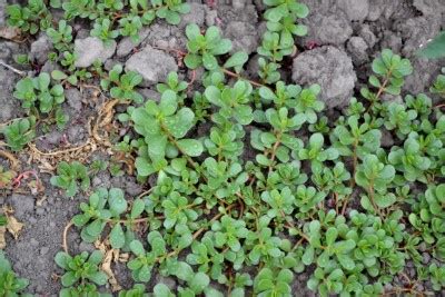 Spurge Weed Identification [How to Kill Spurge in Your Lawn]