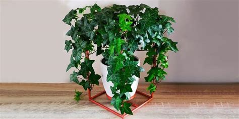 English Ivy Plant Care And How To Grow Plantcarefully