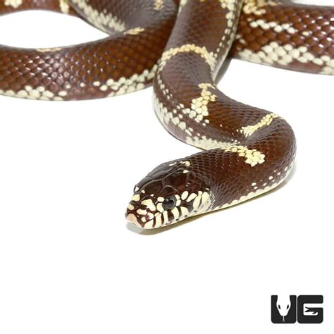 Chocolate California Kingsnakes For Sale Underground Reptiles