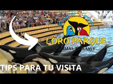 Descubre Cu Nto Cuesta La Entrada Al Loro Parque Precios Promociones