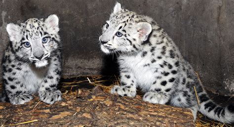 Chicago Zoological Society - Snow Leopard Cubs Born at Brookfield Zoo