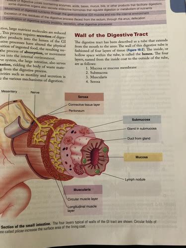 The Digestive System Flashcards Quizlet