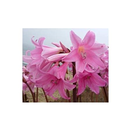 Amazon Pink Belladonna Lily Naked Lady Amaryllis Bulbs Roots