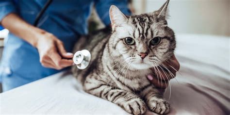 How Long Are Cats Pregnant Pregnancy Length And What To Expect