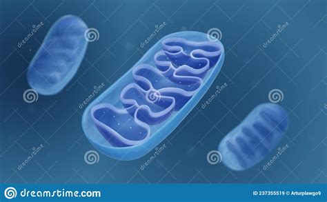 Mitochondria Cross Section View Of A Mitochondrion Stock Illustration