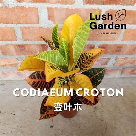 Codiaeum Croton Pokok Pudding 变叶木 Outdoor Live Plant Pokok Hiasan