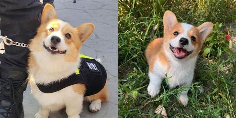 Corgi debuts as police dog in China, short legs help it probe low & narrow spaces