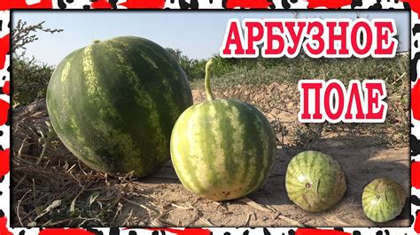 Самый маленький арбуз ЧТО ВНУТРИ - YouTube