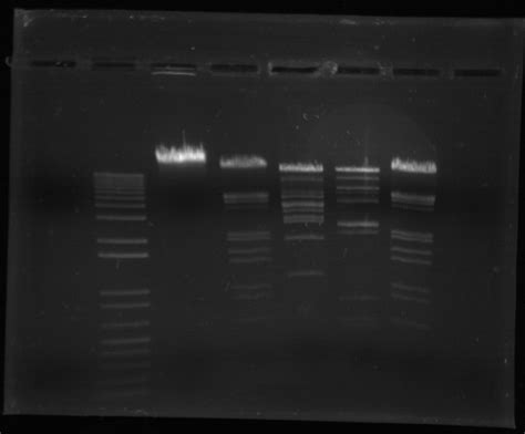 Dna Analysis The Forensics Library