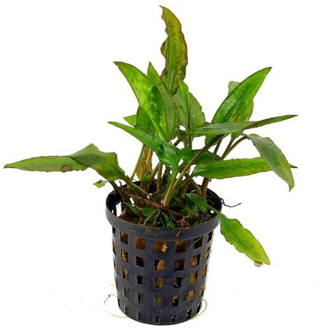 Cryptocoryne Usteriana Pot Aquasabi Aquascaping Shop