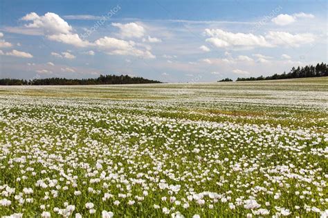 campo de amapola de opio con flores en latín papaver somniferum y