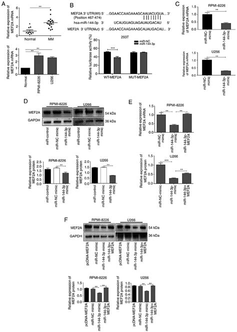 Mef A Is A Target Gene Regulated By Mir P A Mrna Expression Of