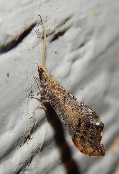 Beaded Lacewing Lomamyia Bugguidenet