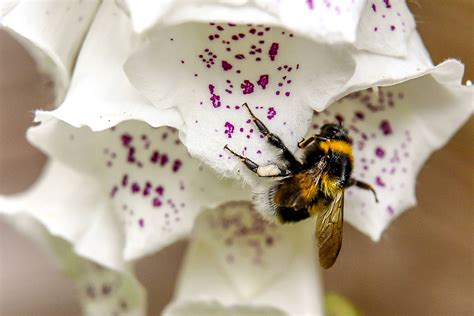 Flowers That Attract Bees 12 Flowers That Benefit Bees Homes And Gardens